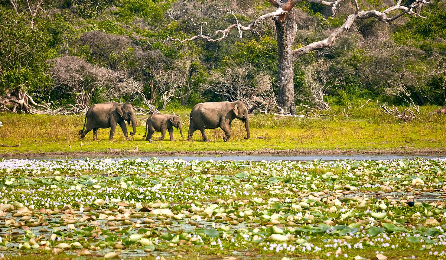 destination-yala.jpg