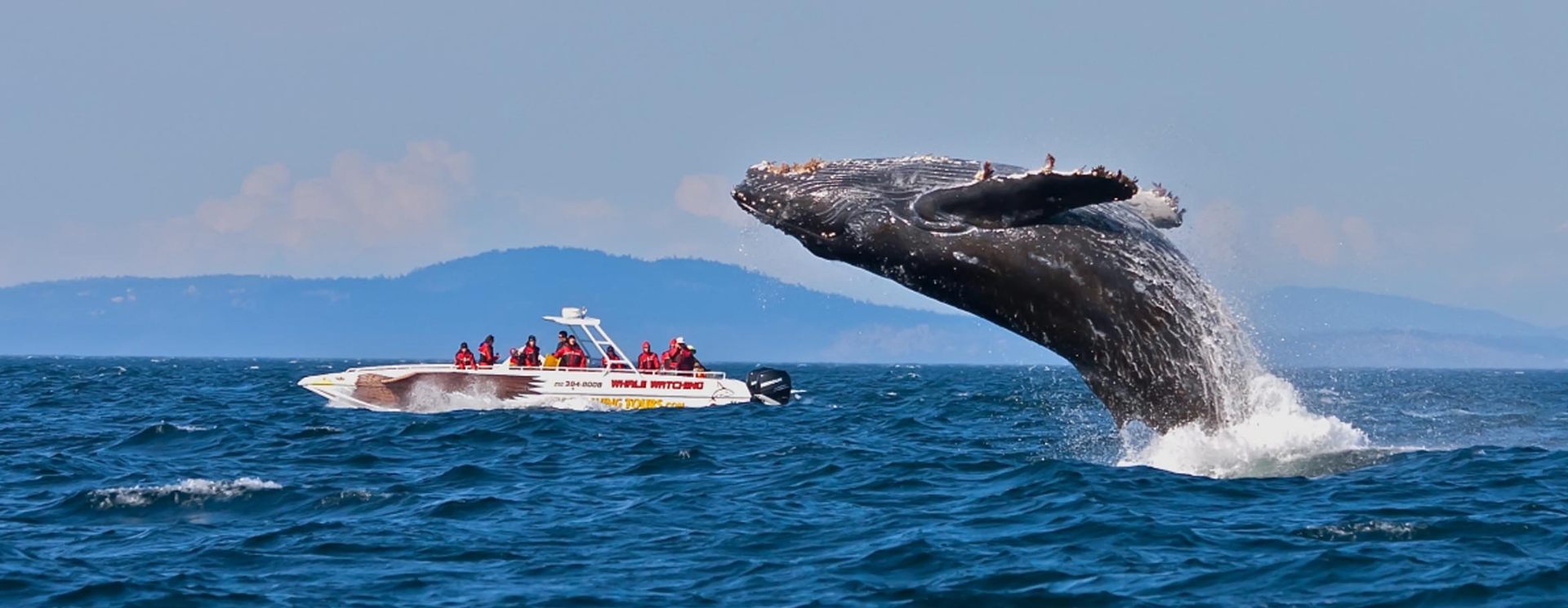 experience-whale-mirissa.jpg